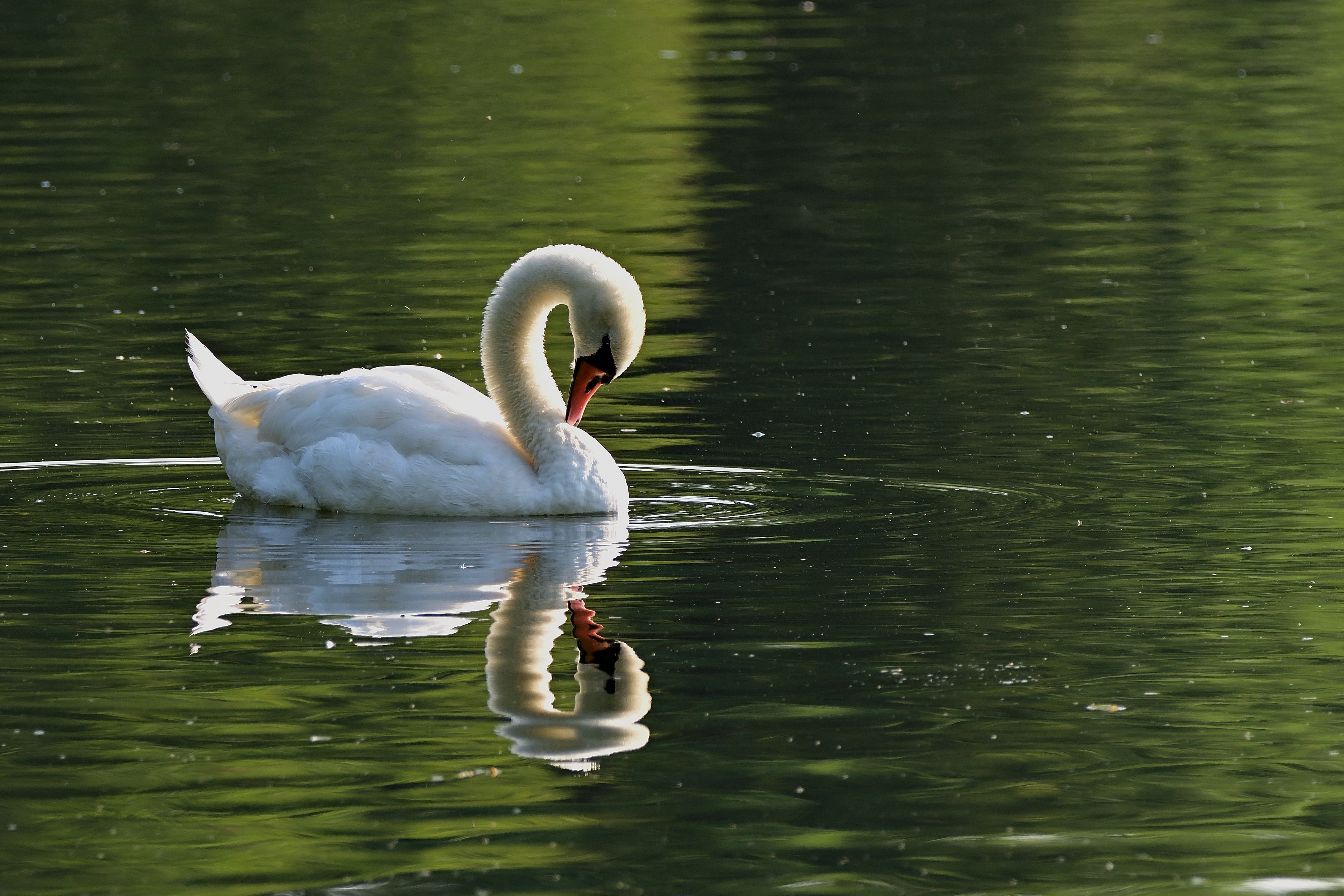Schwan auf einem See