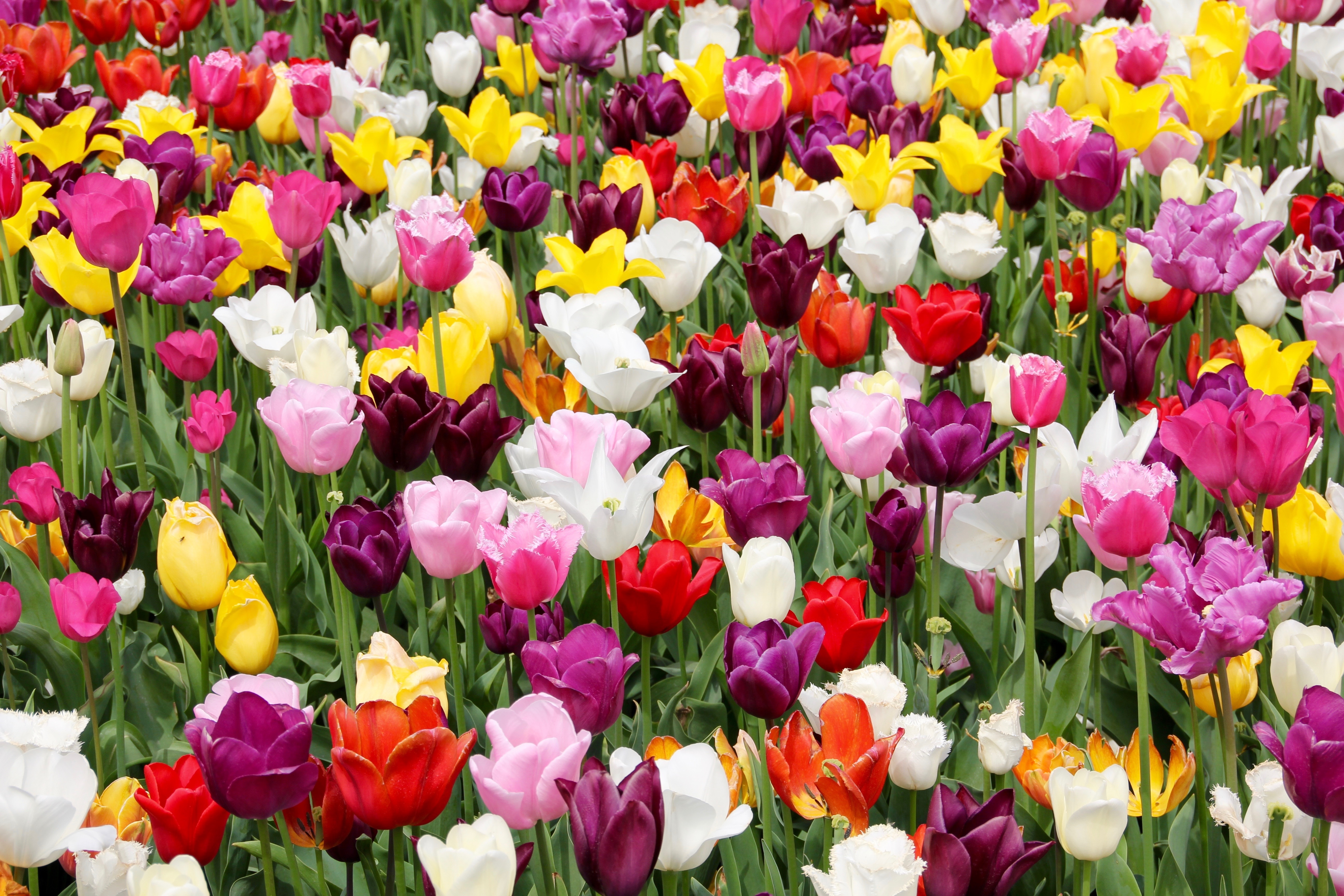 Tulpenwiese