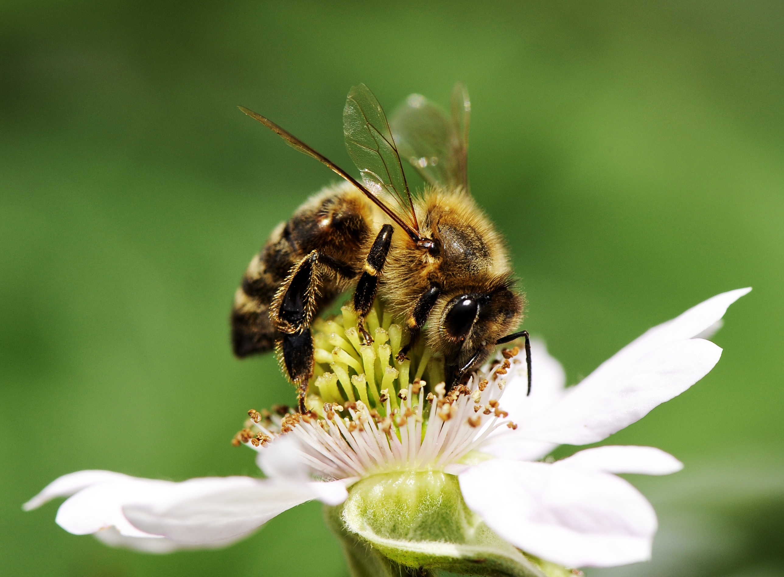 Biene Blüte 