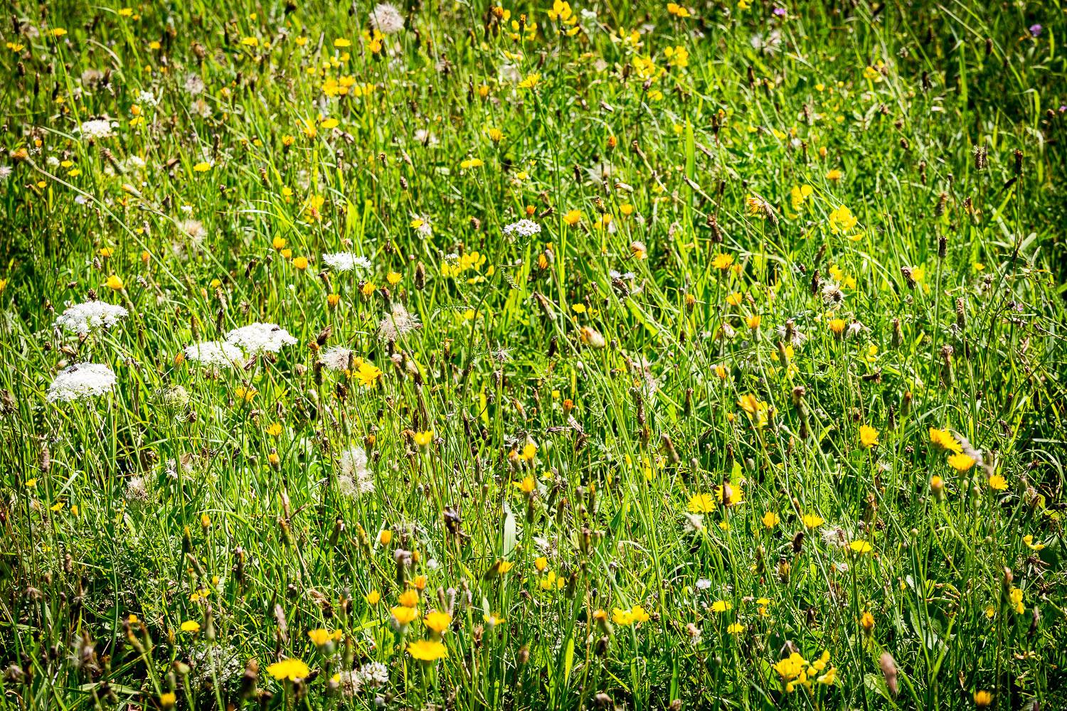 20506990 1497023660356763 6276256879177161634 o