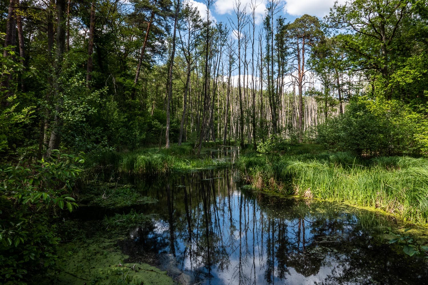 wald