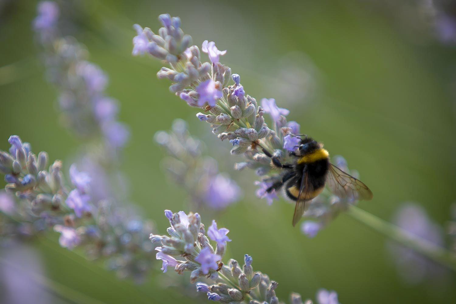 Hummel 9790
