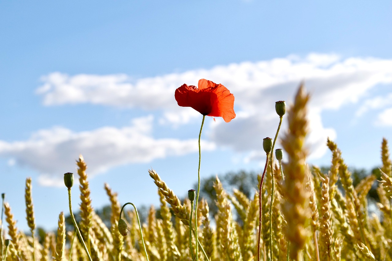 Mohn