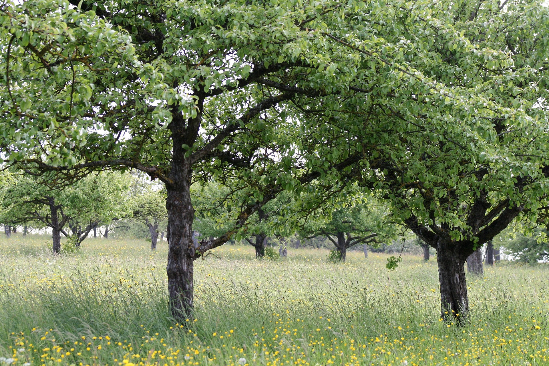 Eine Wiese mit hochstämmigen Streuobstbäumen