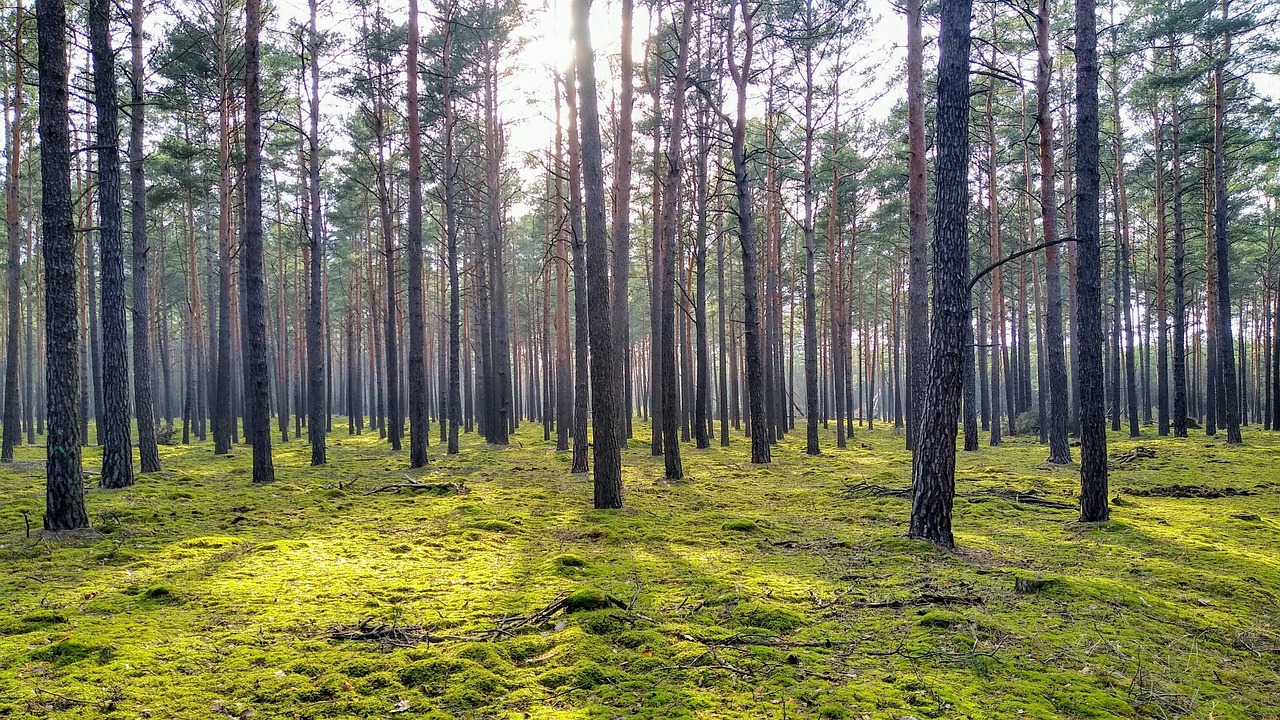 Kiefernwald