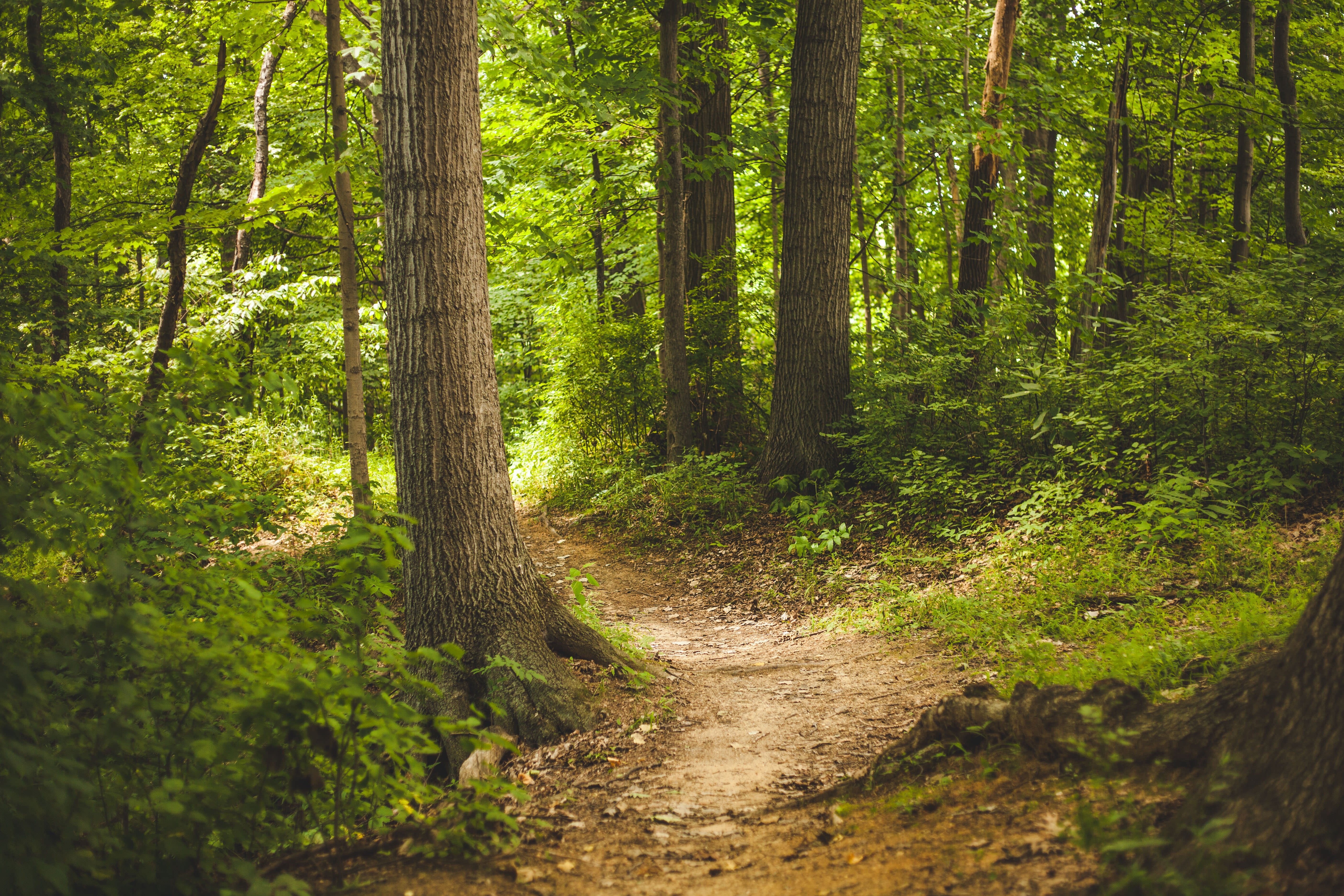 Weg durch einen Wald bei Sonnenlicht