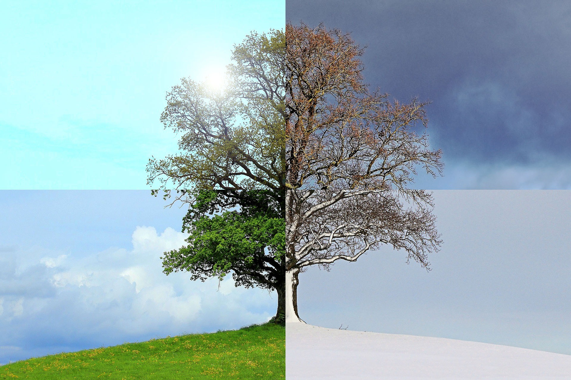 Ein Baum durch den vier Jahreszeiten