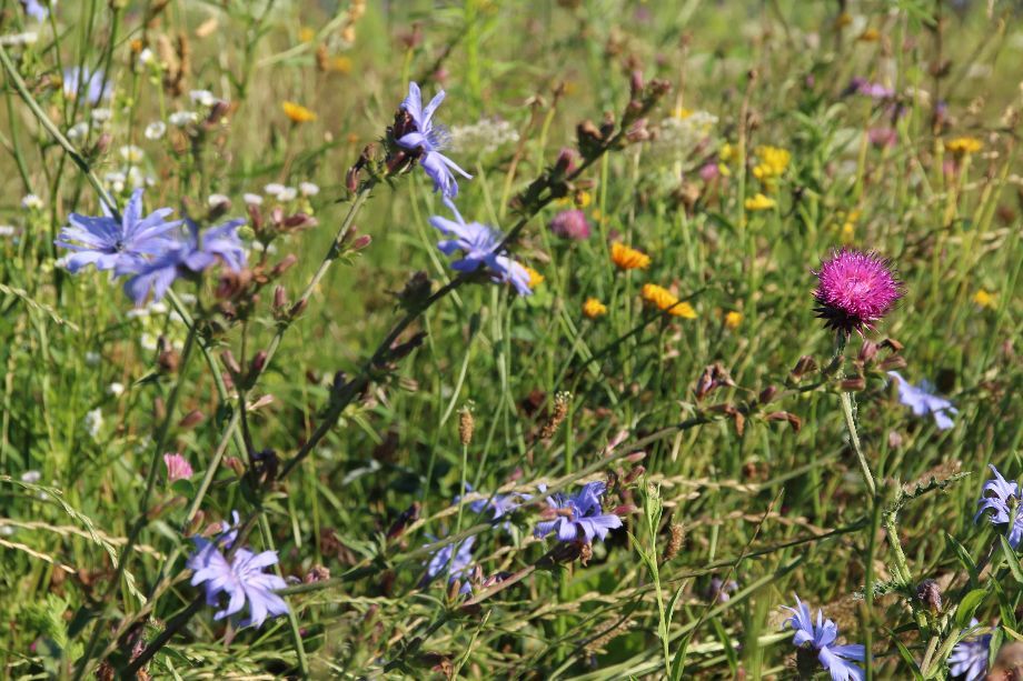 bienenundblumenbildNABU.jpg